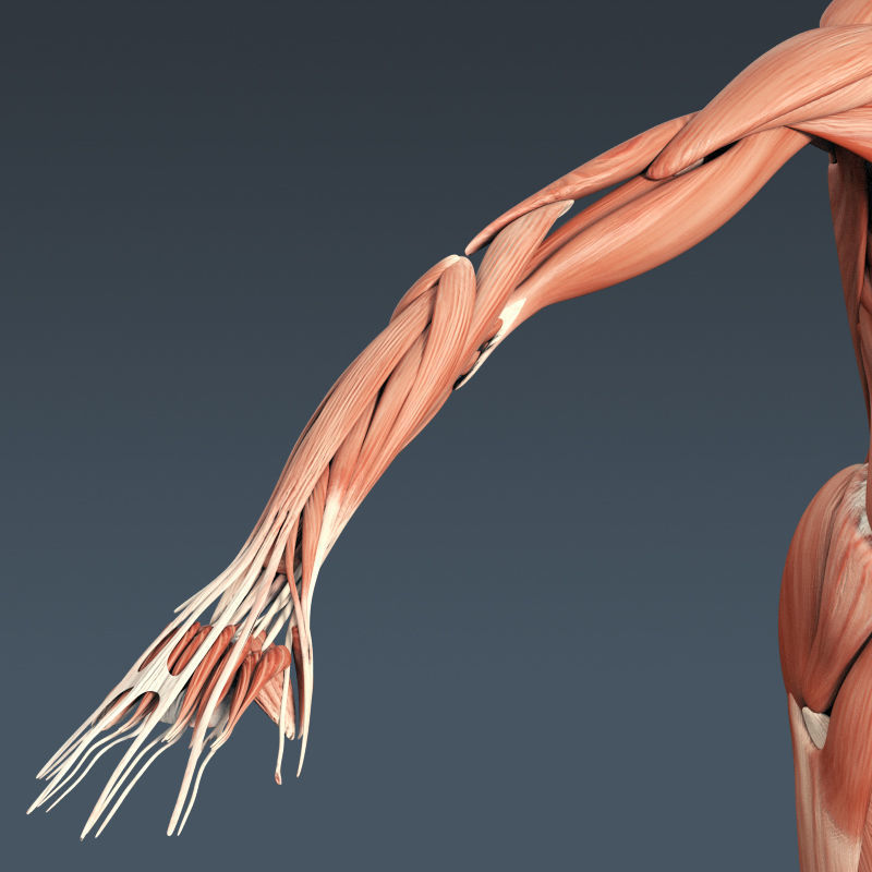 Human Muscular System and Skeleton - Rigged Anatomy 3D model_16