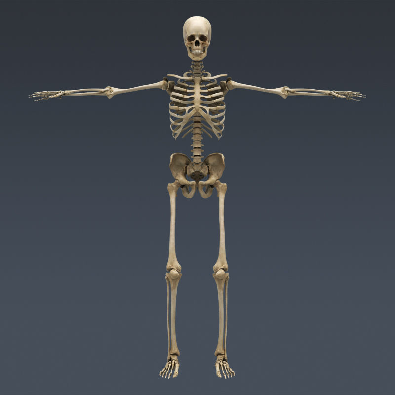 Human Muscular System and Skeleton - Rigged Anatomy 3D model_7