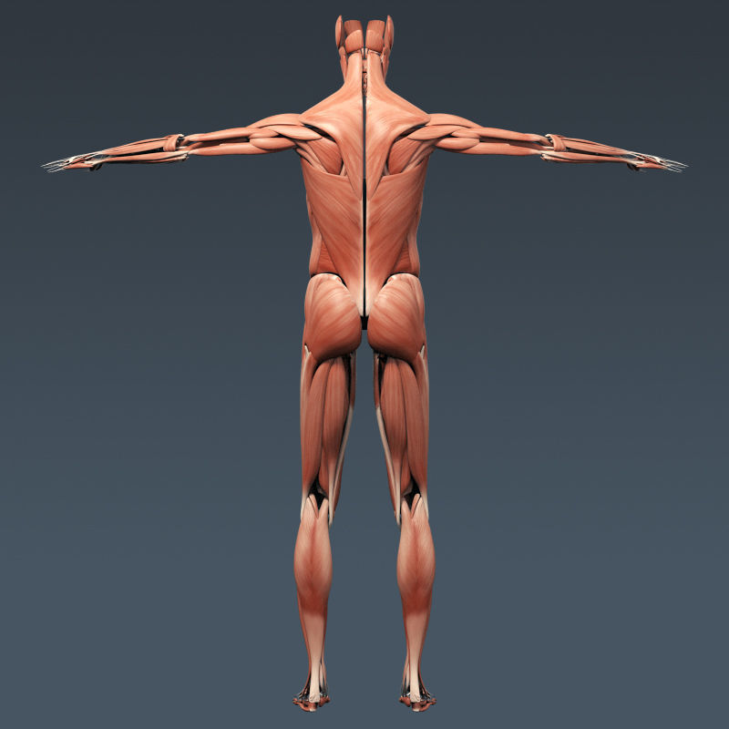 Human Muscular System and Skeleton - Rigged Anatomy 3D model_8