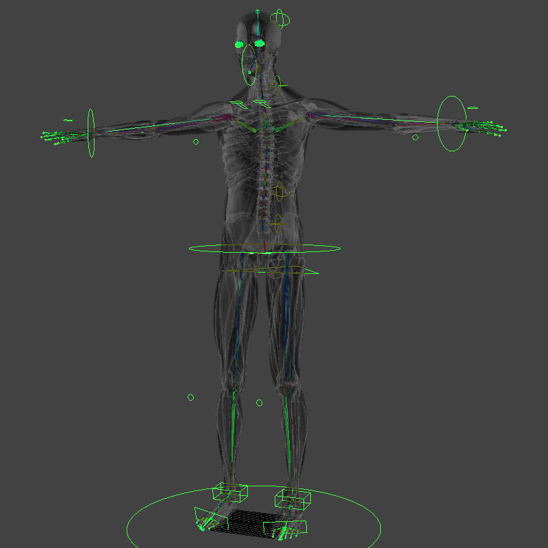 Human Muscular System and Skeleton - Rigged Anatomy 3D model_1