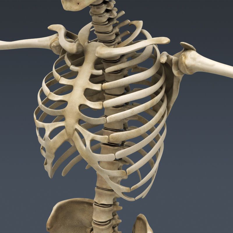 Human Muscular System and Skeleton - Rigged Anatomy 3D model_13
