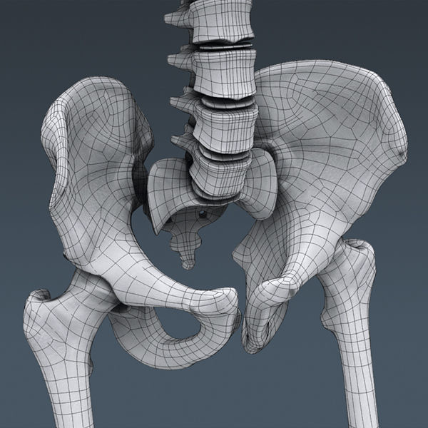 Human Muscular System and Skeleton - Rigged Anatomy 3D model_37
