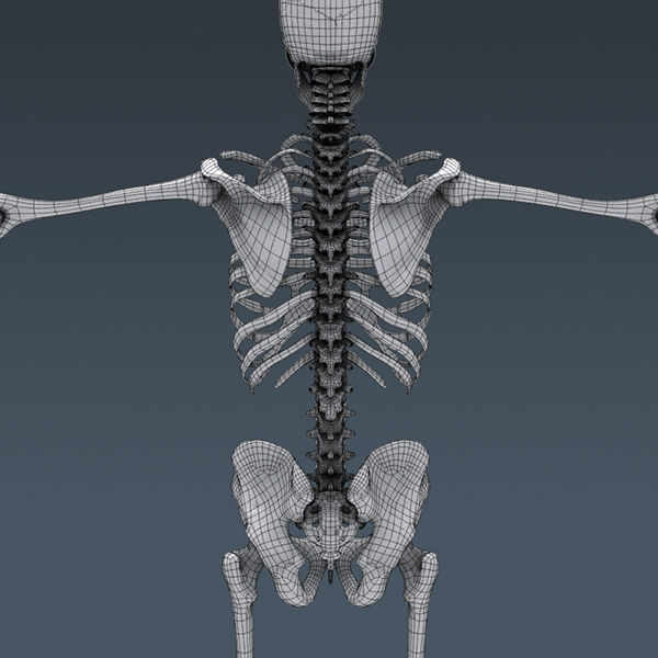 Human Muscular System and Skeleton - Rigged Anatomy 3D model_38