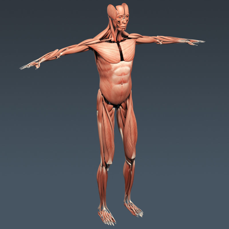 Human Muscular System and Skeleton - Rigged Anatomy 3D model_18