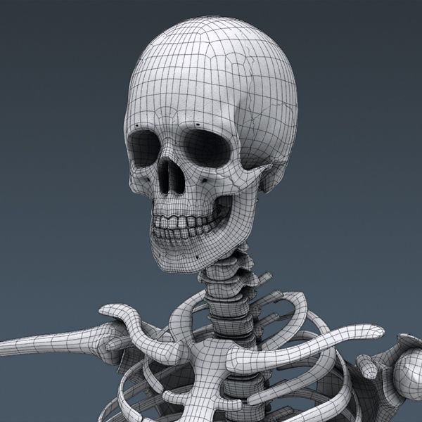 Human Muscular System and Skeleton - Rigged Anatomy 3D model_36