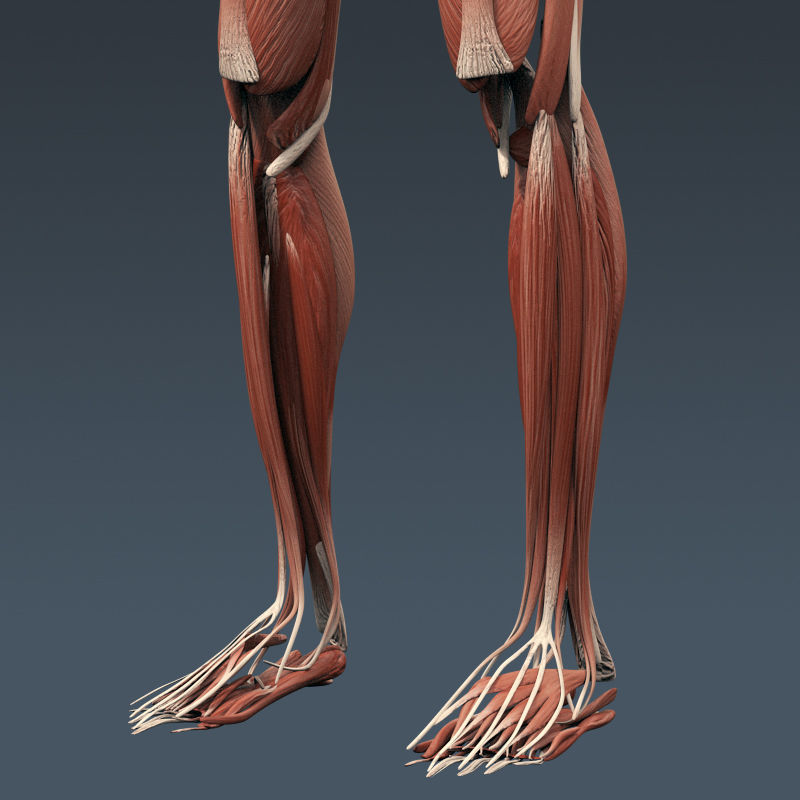 Human Muscular System and Skeleton - Rigged Anatomy 3D model_14