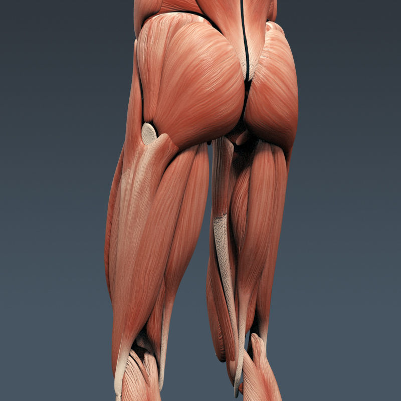 Human Muscular System and Skeleton - Rigged Anatomy 3D model_24