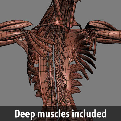 Human Muscular System and Skeleton - Rigged Anatomy 3D model_31