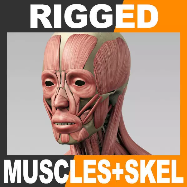 Human Muscular System and Skeleton - Rigged Anatomy 3D model_0