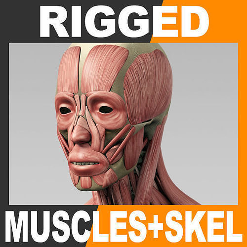 Human Muscular System and Skeleton - Rigged Anatomy 3D model
