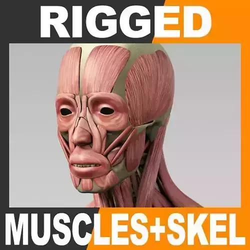 Human Muscular System and Skeleton - Rigged Anatomy 3D model Human Muscular System and Skeleton - Rigged Anatomy 3D model