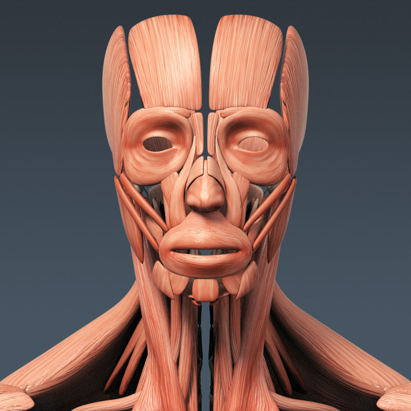 Human Muscular System and Skeleton - Rigged Anatomy 3D model_2