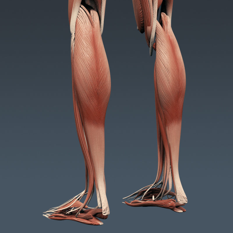 Human Muscular System and Skeleton - Rigged Anatomy 3D model_26