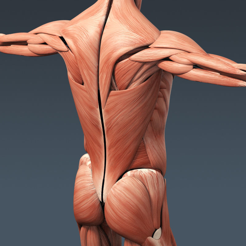 Human Muscular System and Skeleton - Rigged Anatomy 3D model_12