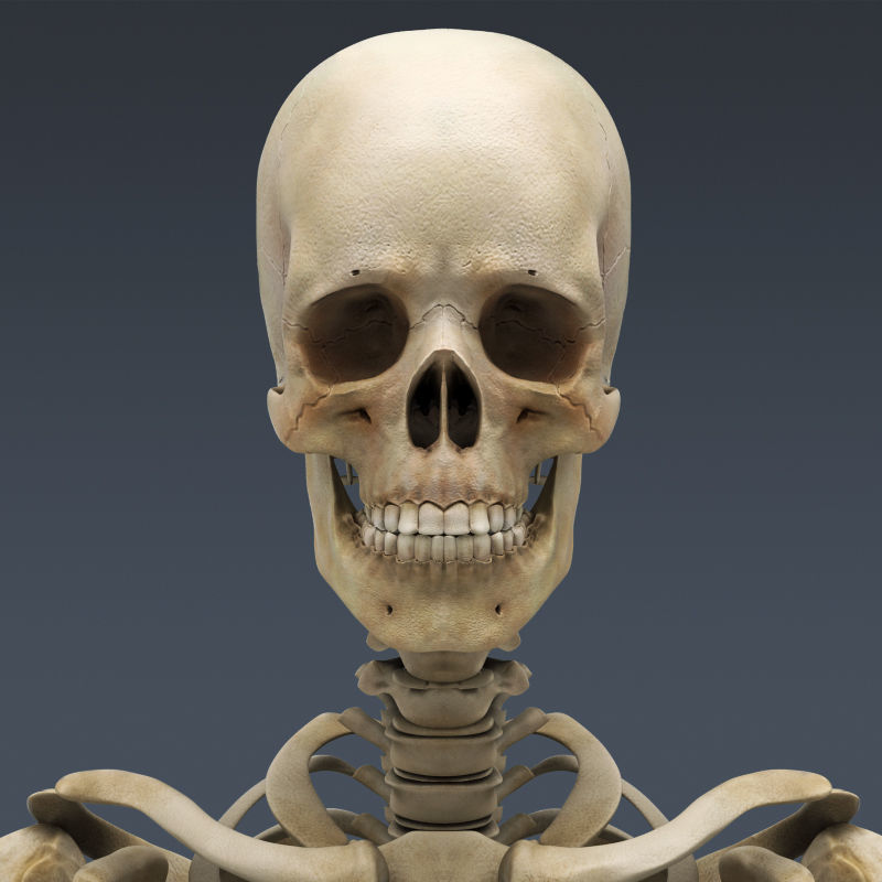 Human Muscular System and Skeleton - Rigged Anatomy 3D model_3
