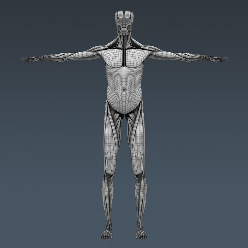 Human Muscular System and Skeleton - Rigged Anatomy 3D model_32