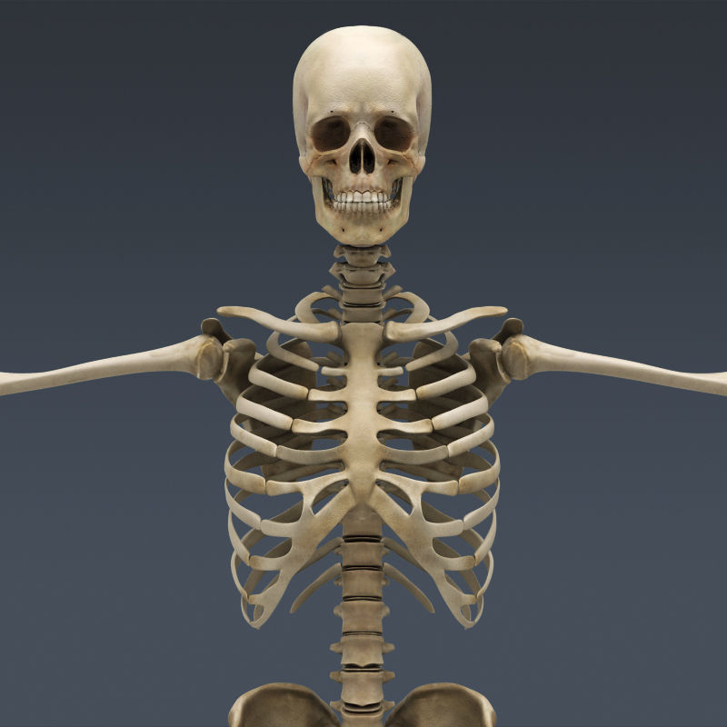 Human Muscular System and Skeleton - Rigged Anatomy 3D model_5