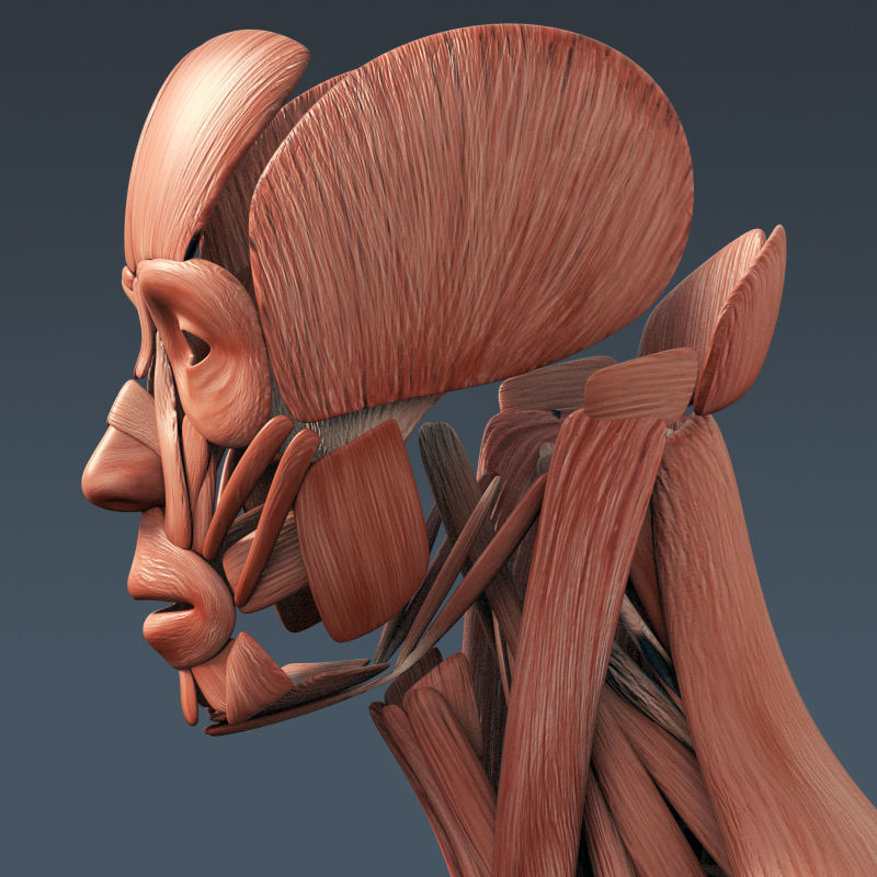 Human Muscular System and Skeleton - Rigged Anatomy 3D model_22