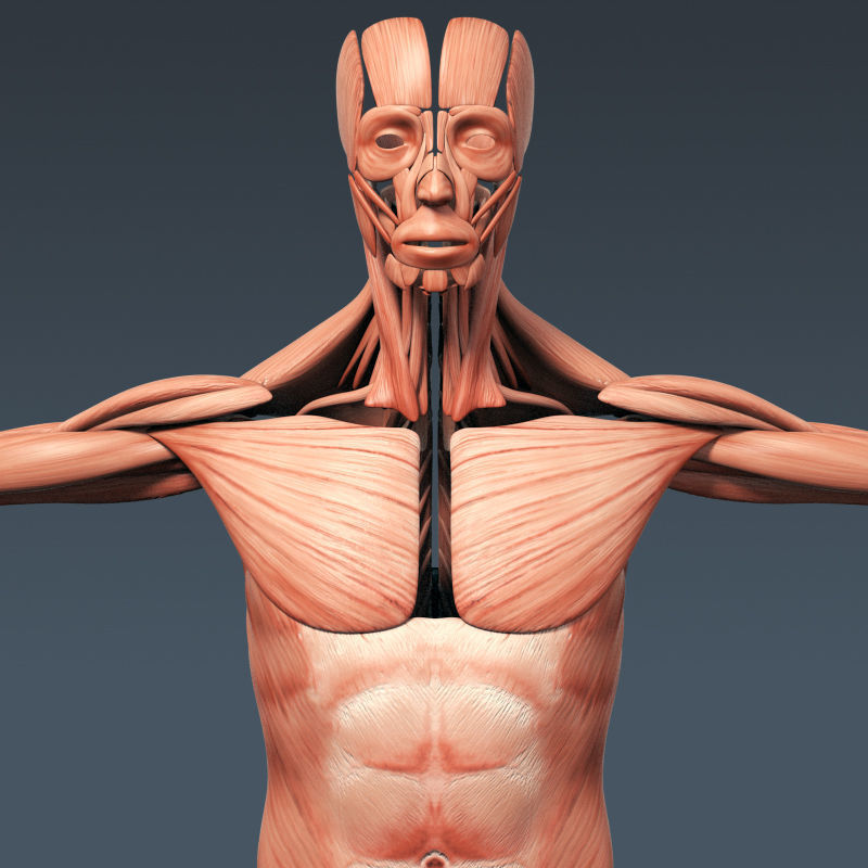 Human Muscular System and Skeleton - Rigged Anatomy 3D model_4