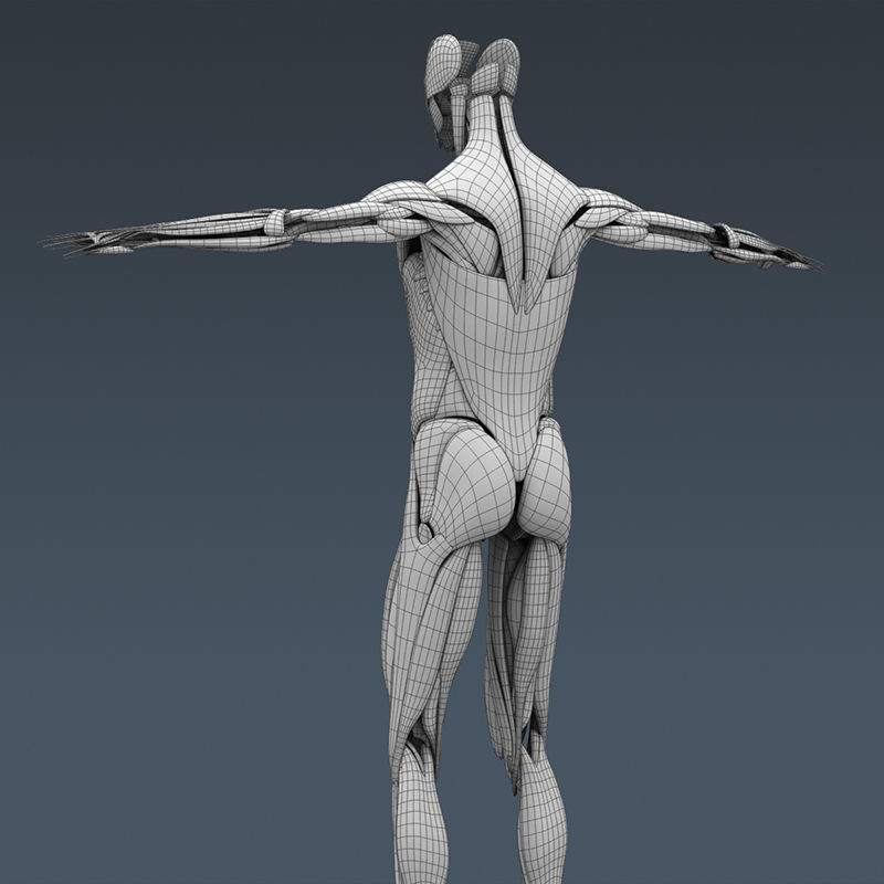 Human Muscular System and Skeleton - Rigged Anatomy 3D model_35