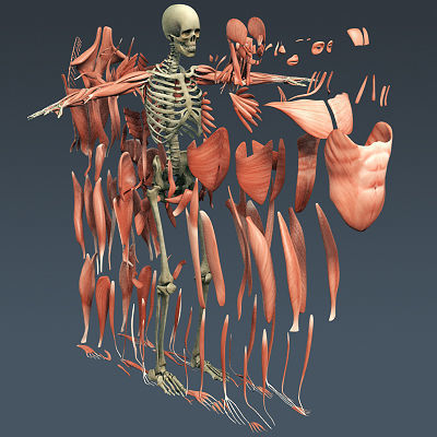 Human Muscular System and Skeleton - Rigged Anatomy 3D model_29