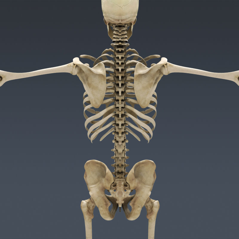 Human Muscular System and Skeleton - Rigged Anatomy 3D model_9