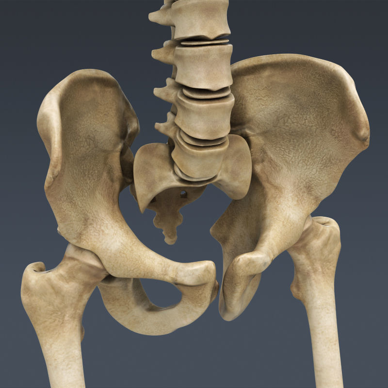 Human Muscular System and Skeleton - Rigged Anatomy 3D model_11