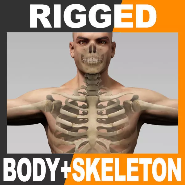 Human Male Body and Skeleton - Rigged Anatomy 3D model