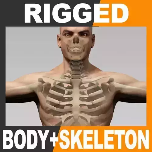 Human Male Body and Skeleton - Rigged Anatomy