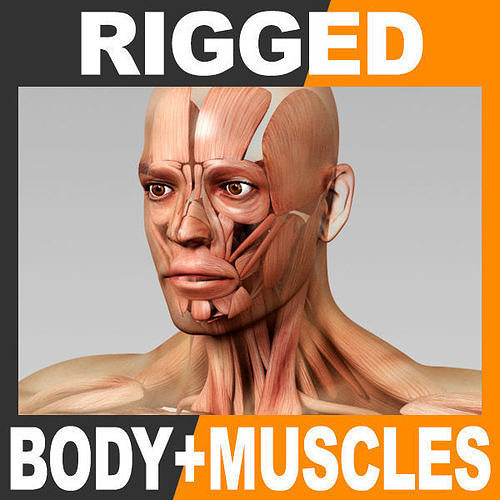 Human Male Body and Muscular System - Rigged Anatomy 3D model