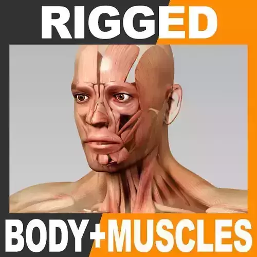 Human Male Body and Muscular System - Rigged Anatomy 3D model