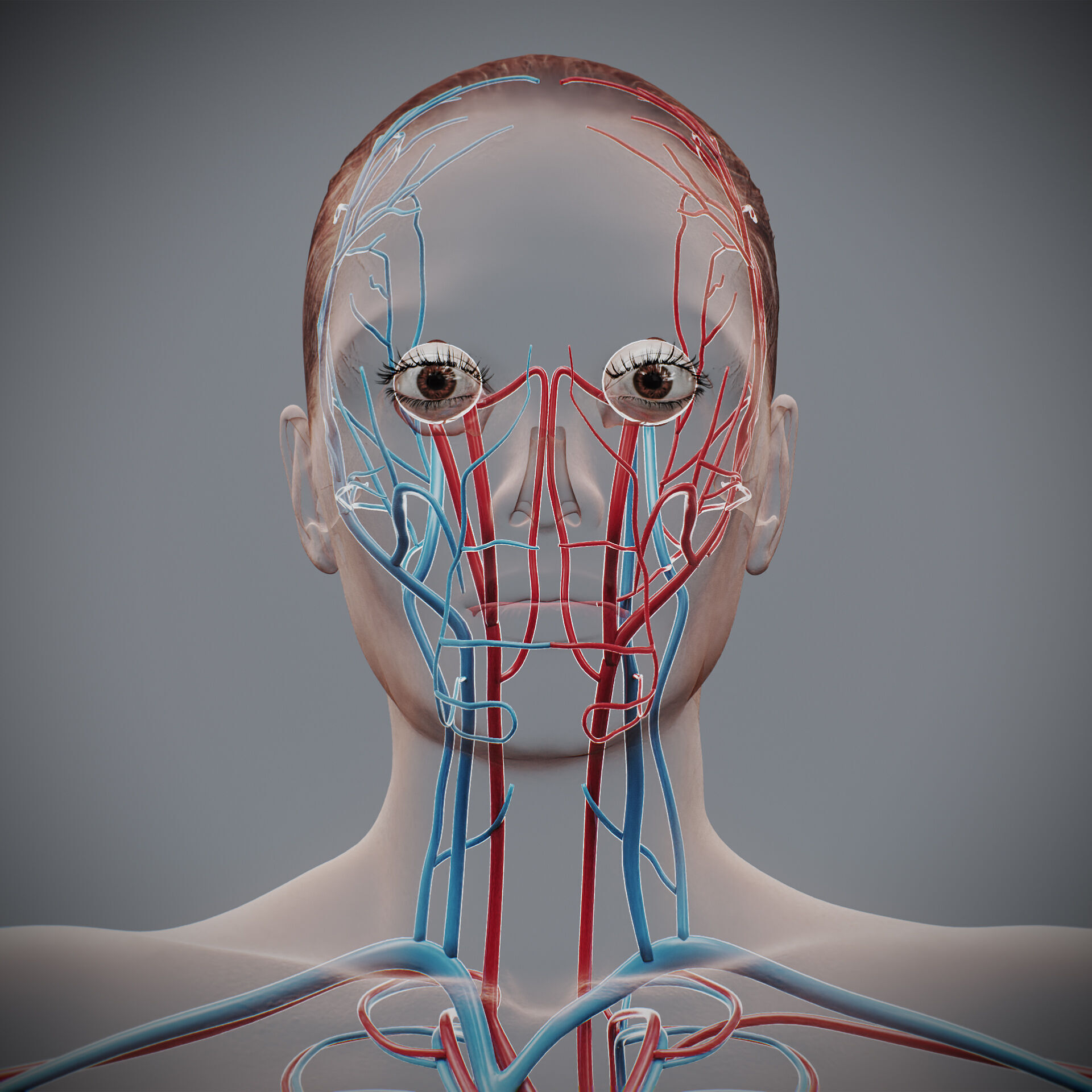 Human Female Circulatory Anatomy 3D model_19