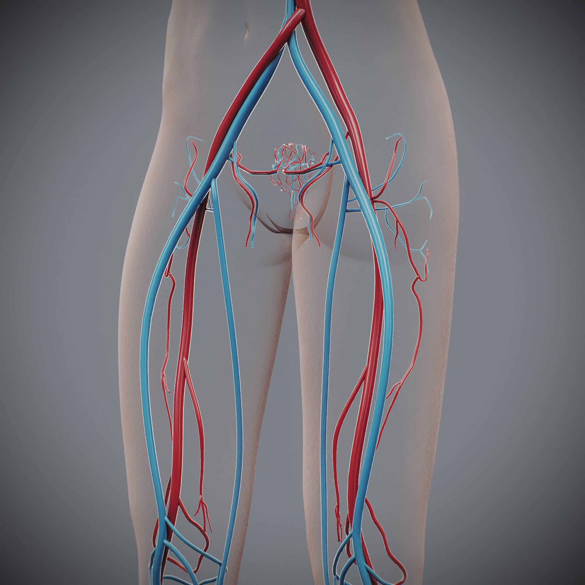 Human Female Circulatory Anatomy 3D model_14