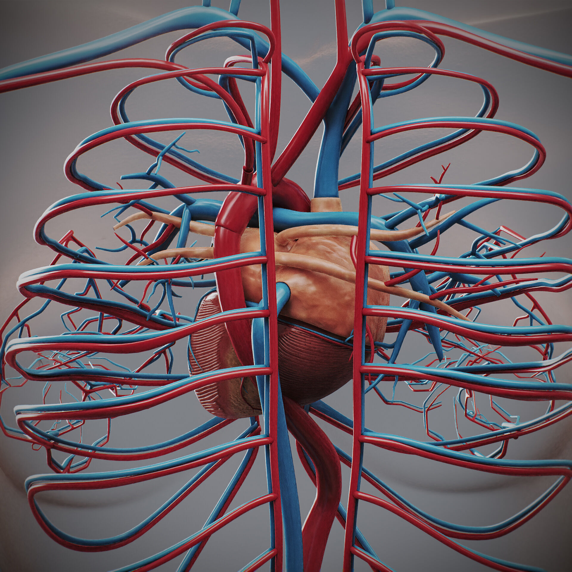Human Female Circulatory Anatomy 3D model_7