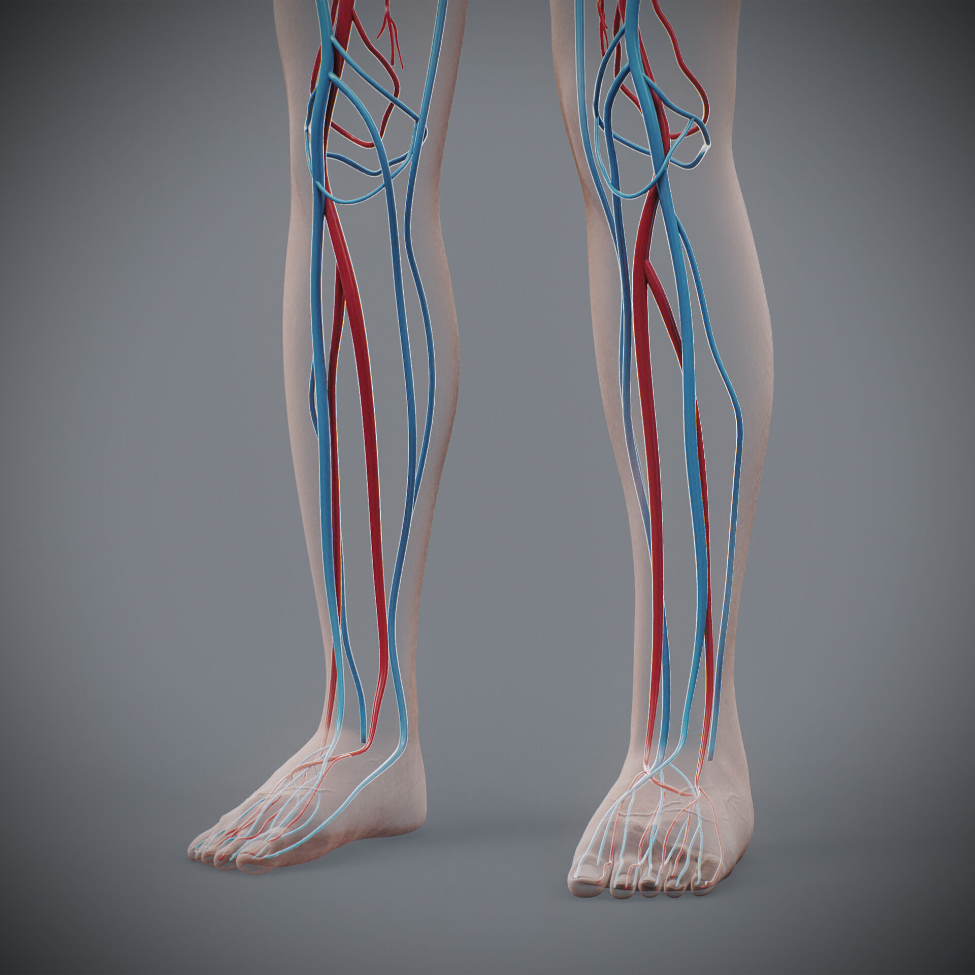 Human Female Circulatory Anatomy 3D model_16