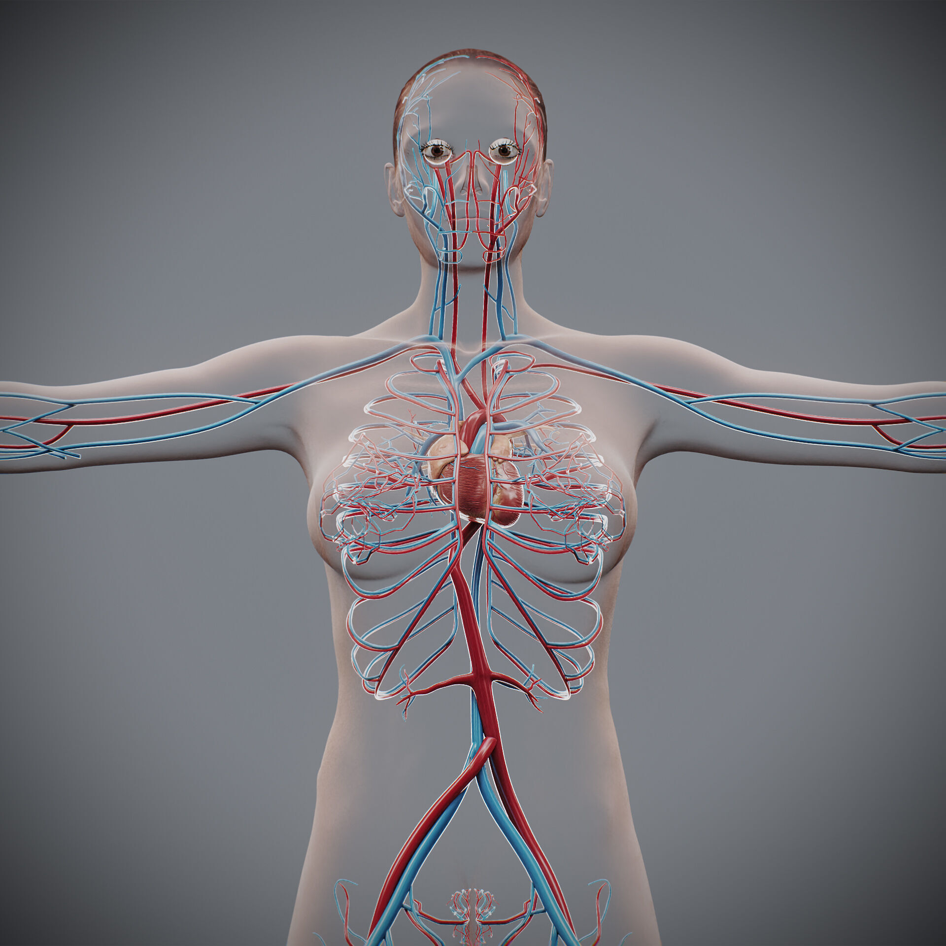 Human Female Circulatory Anatomy 3D model_4