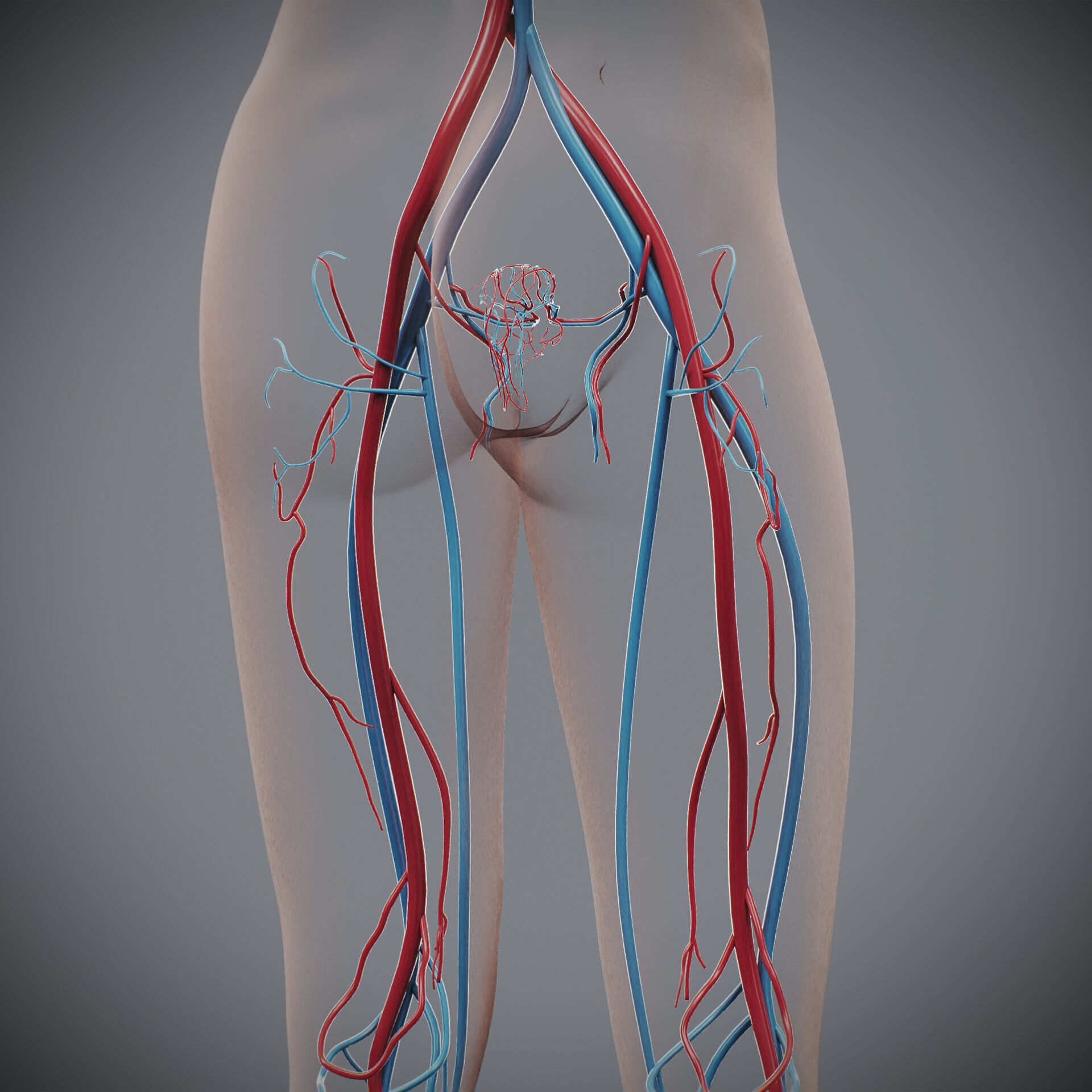 Human Female Circulatory Anatomy 3D model_15