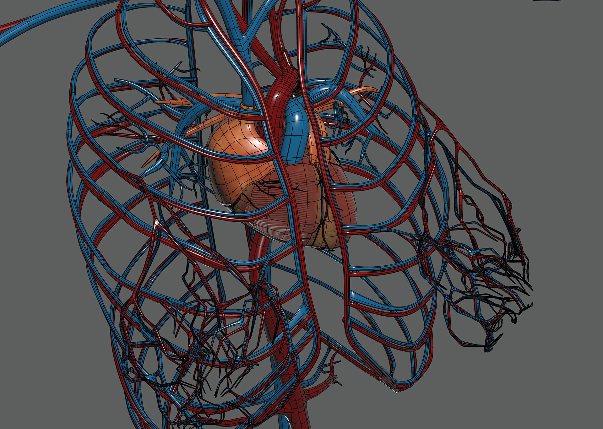 Human Female Circulatory Anatomy 3D model_13