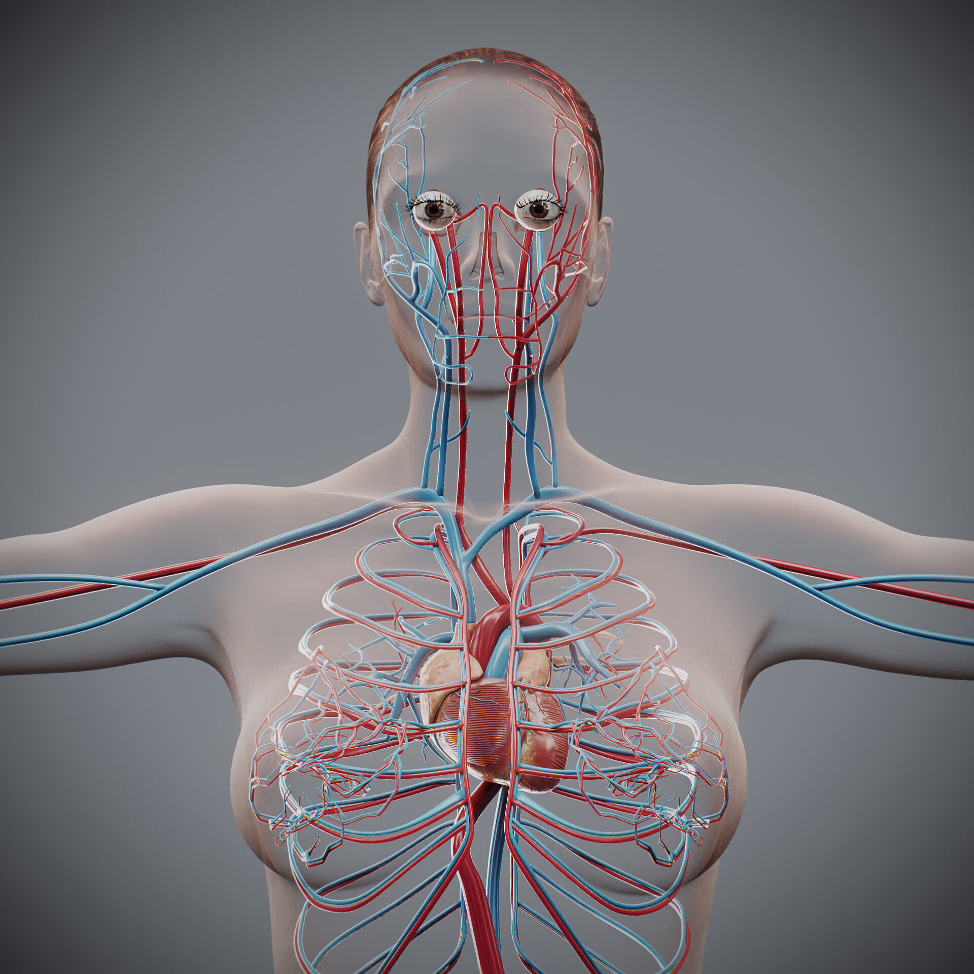 Human Female Circulatory Anatomy 3D model_2