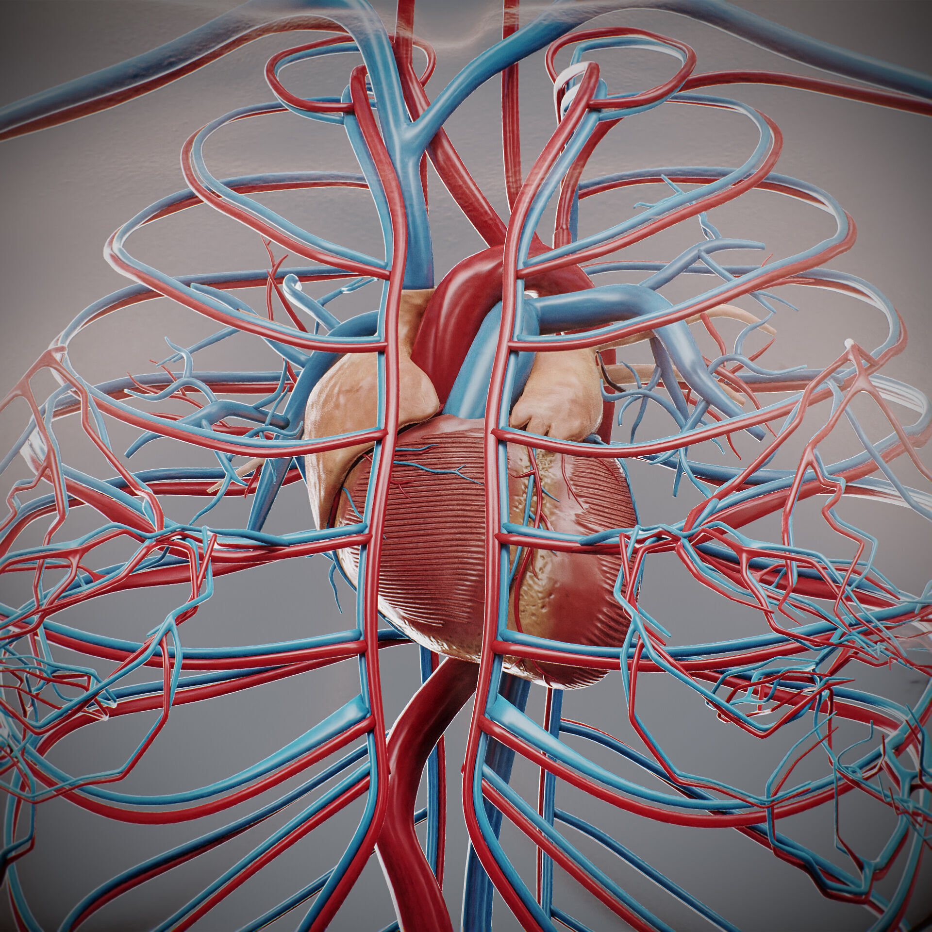 Human Female Circulatory Anatomy 3D model_6