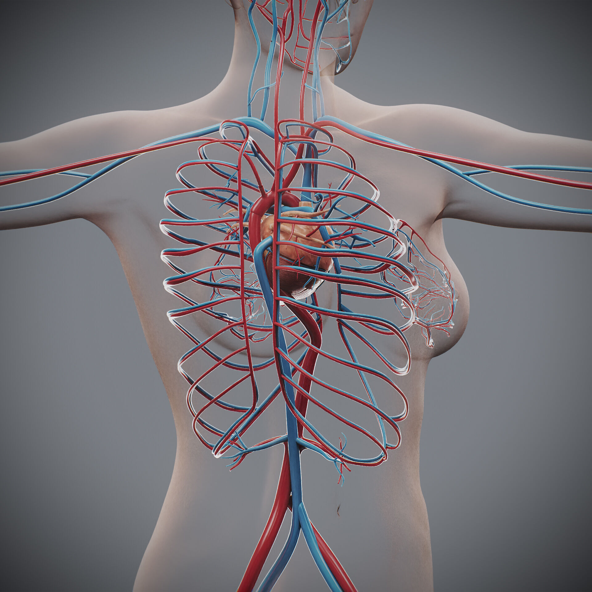 Human Female Circulatory Anatomy 3D model_8