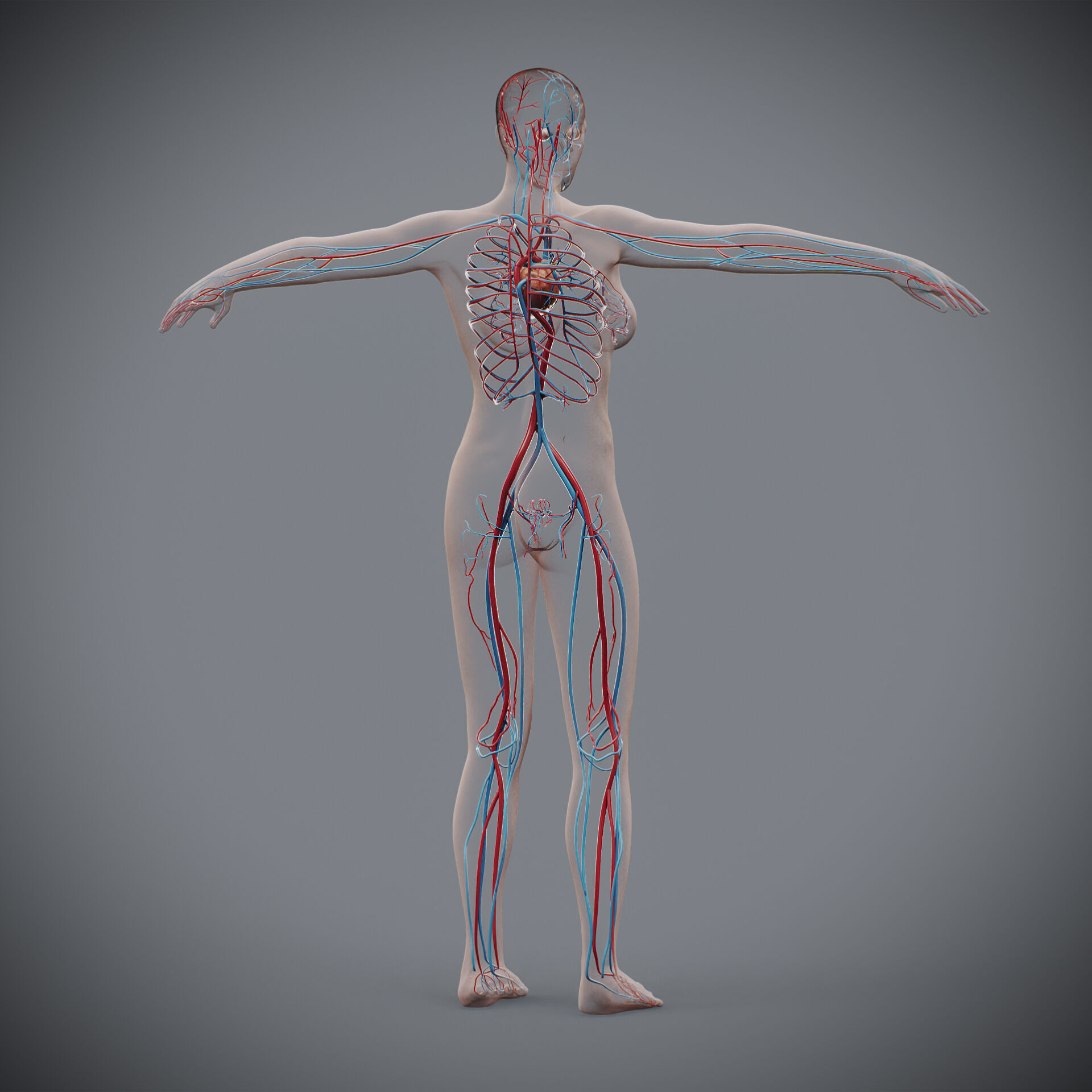 Human Female Circulatory Anatomy 3D model_12