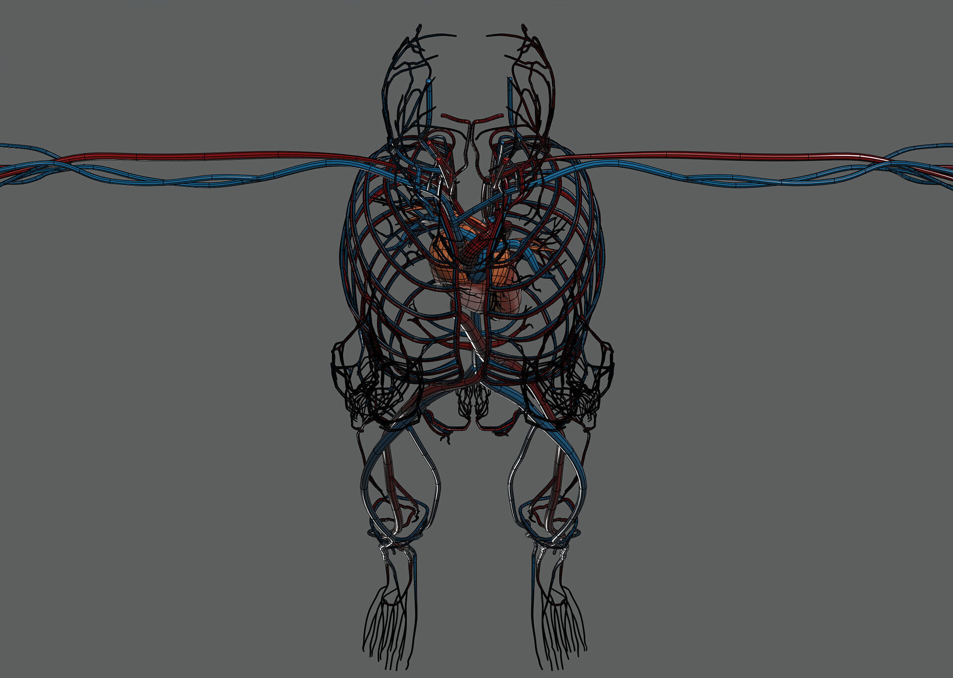 Human Female Circulatory Anatomy 3D model_20