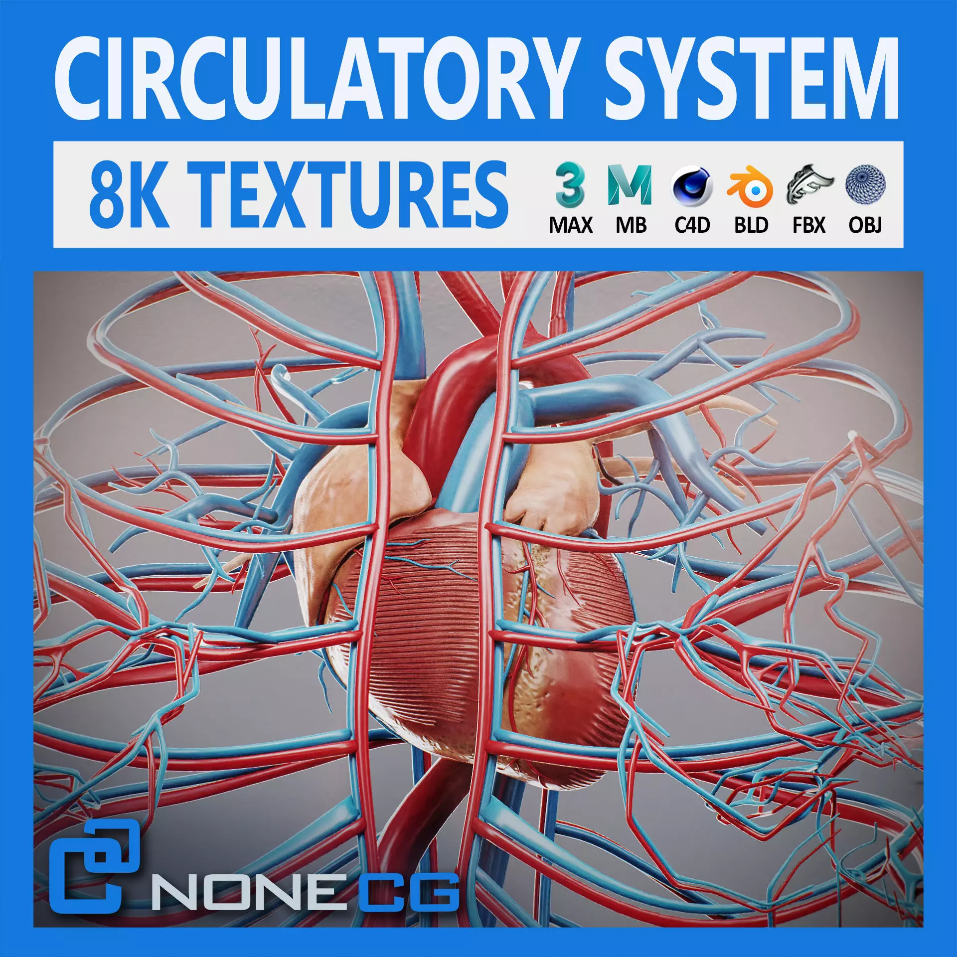 Human Female Circulatory Anatomy 3D model_0
