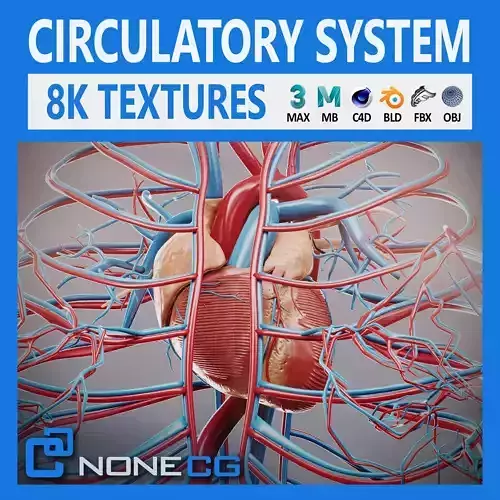 Human Female Circulatory Anatomy 3D model Human Female Circulatory Anatomy 3D model