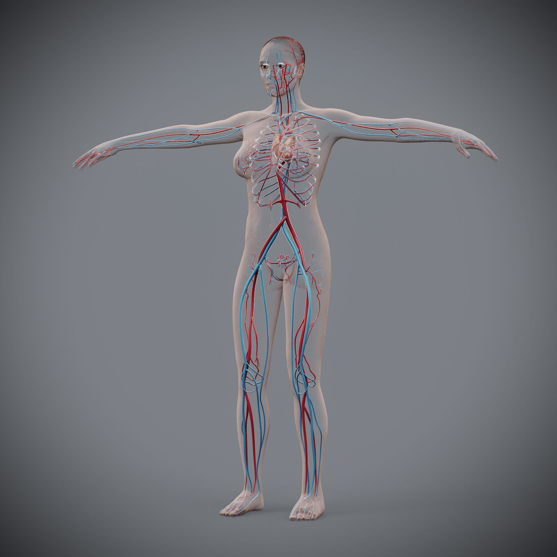 Human Female Circulatory Anatomy 3D model_11