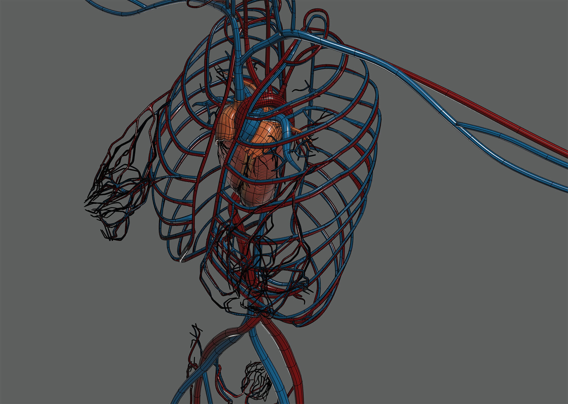 Human Female Circulatory Anatomy 3D model_21