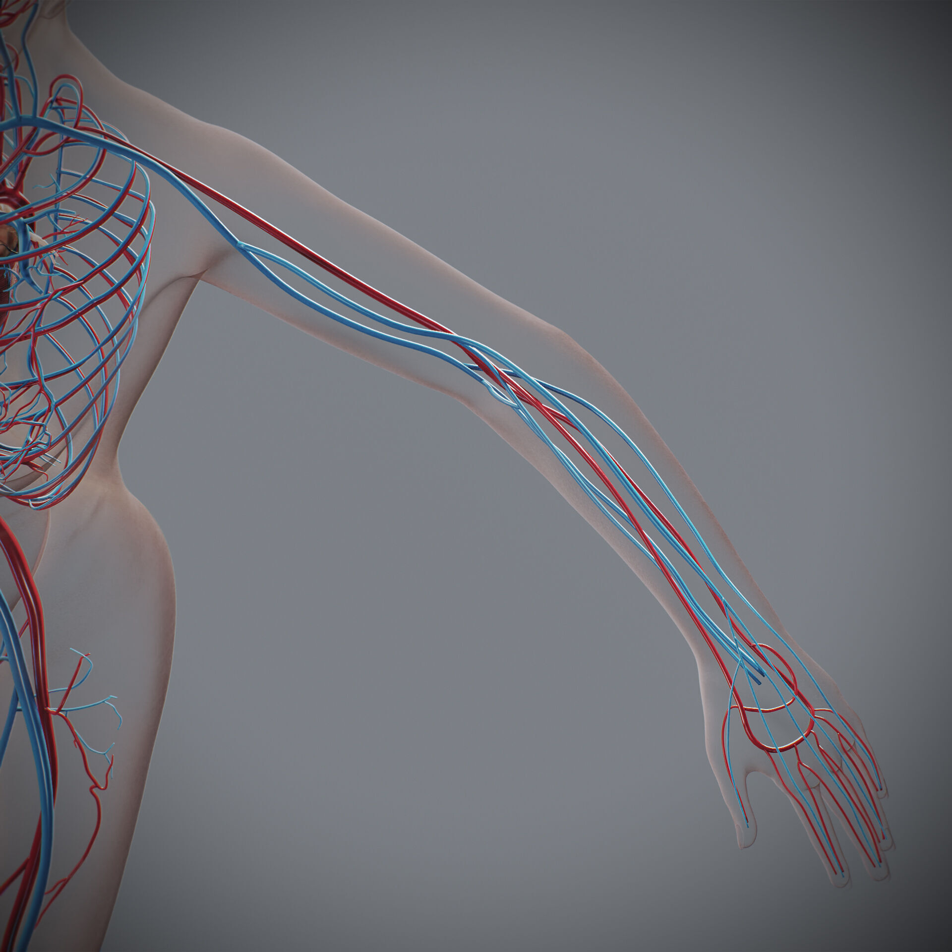 Human Female Circulatory Anatomy 3D model_18
