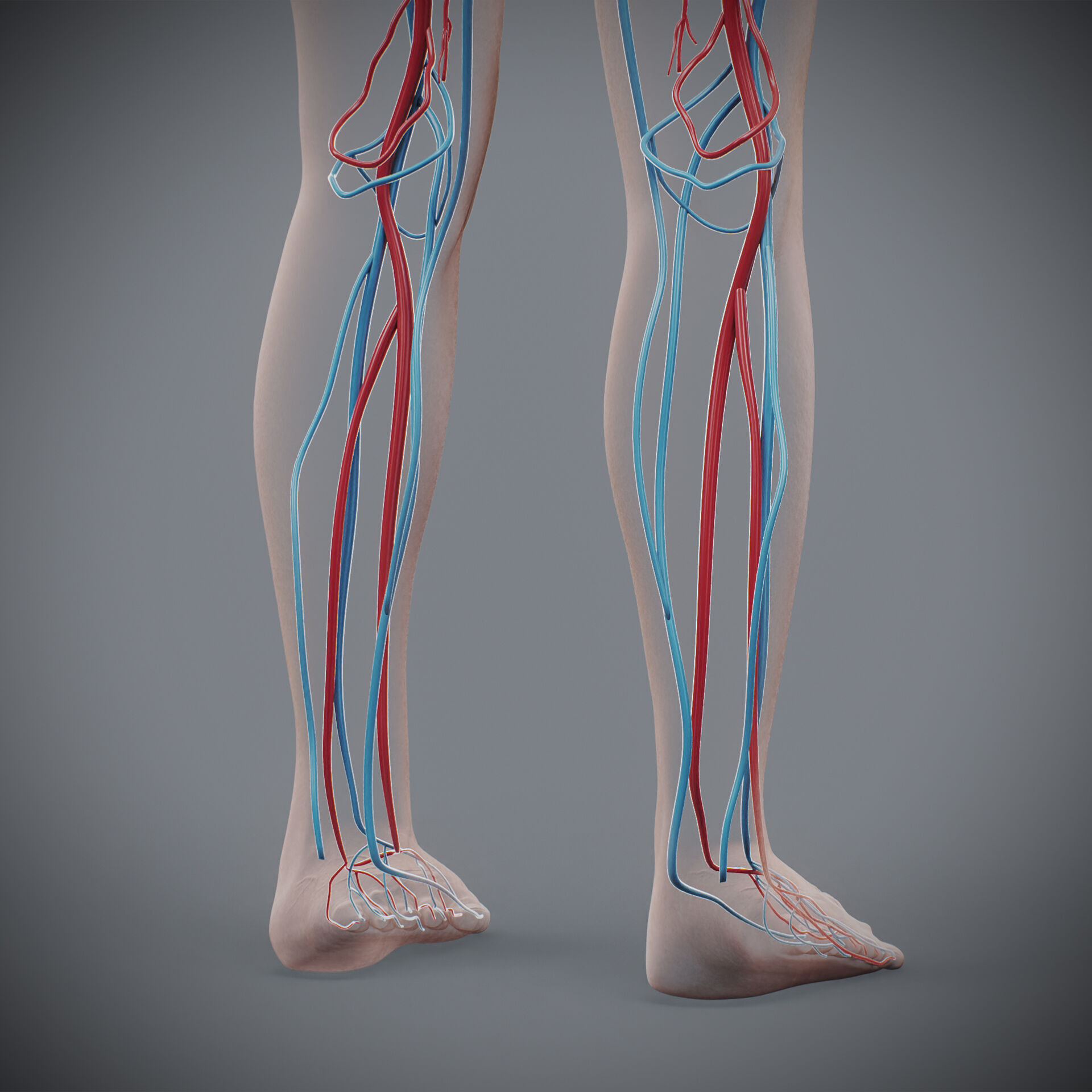 Human Female Circulatory Anatomy 3D model_17