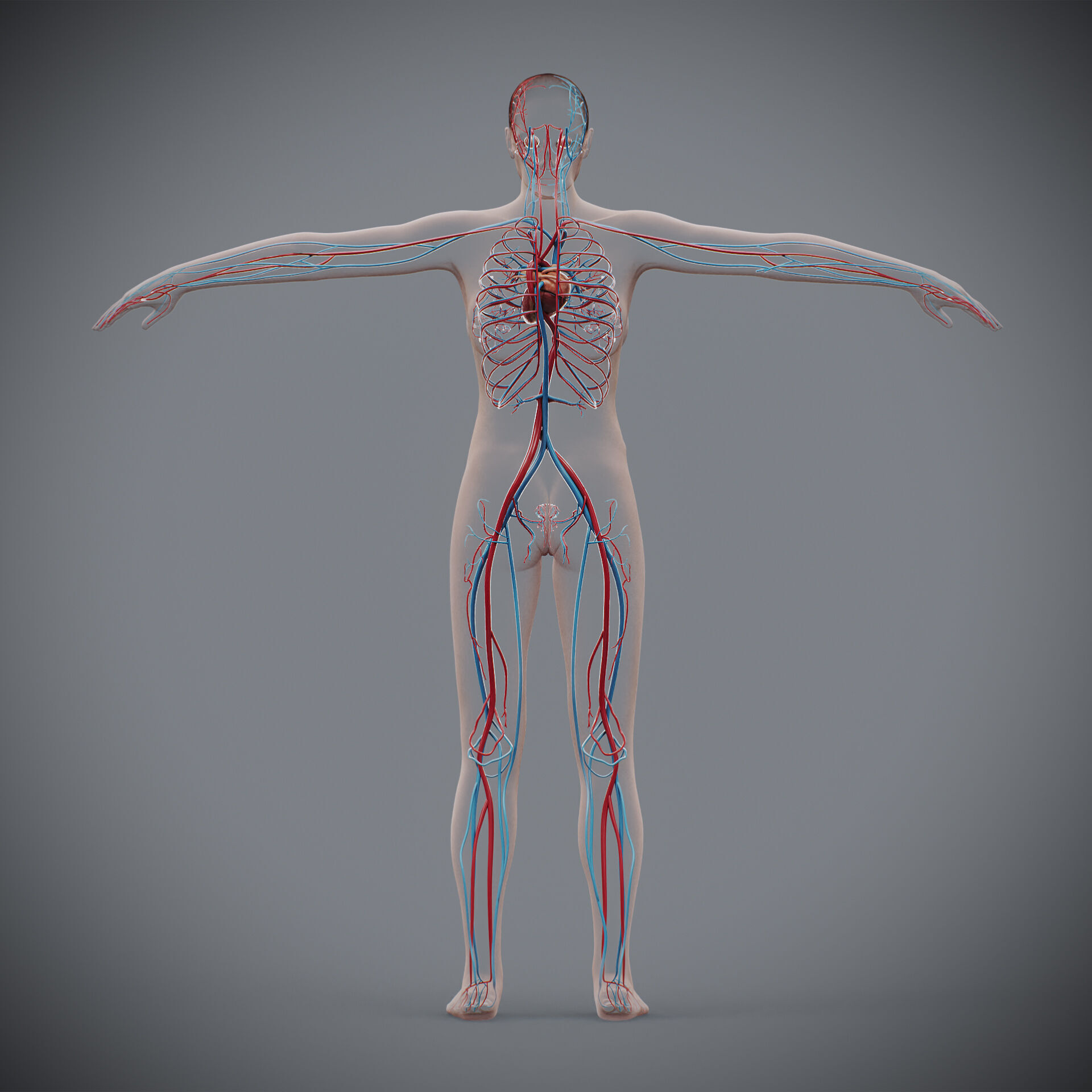 Human Female Circulatory Anatomy 3D model_10